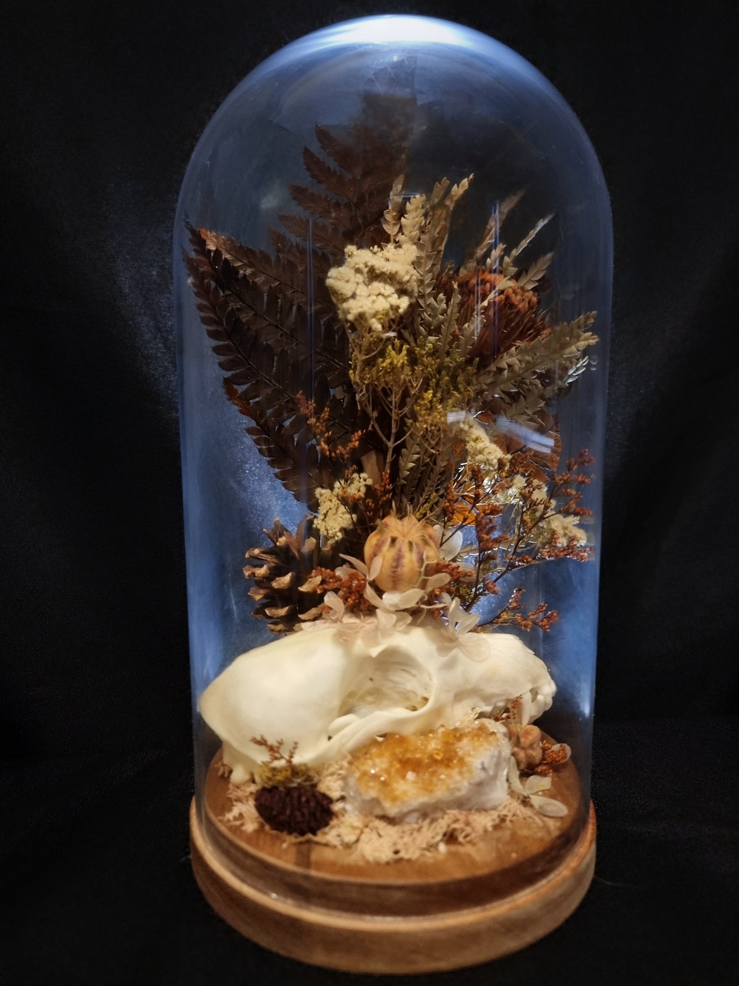 Fox skull citrine dome