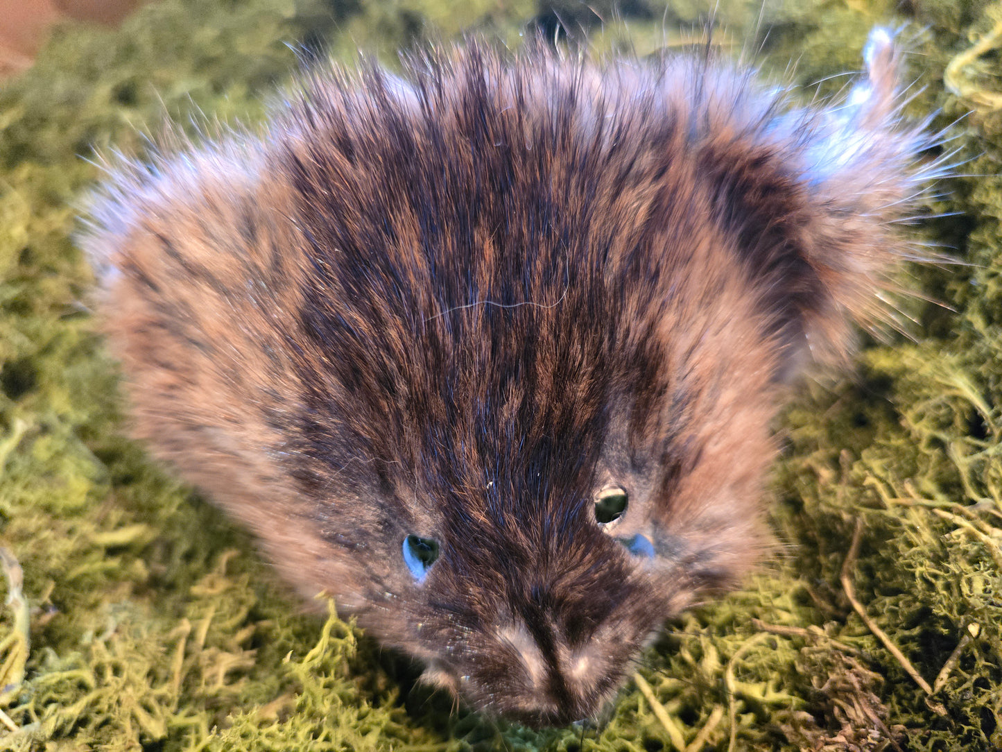 Muskrat face fur