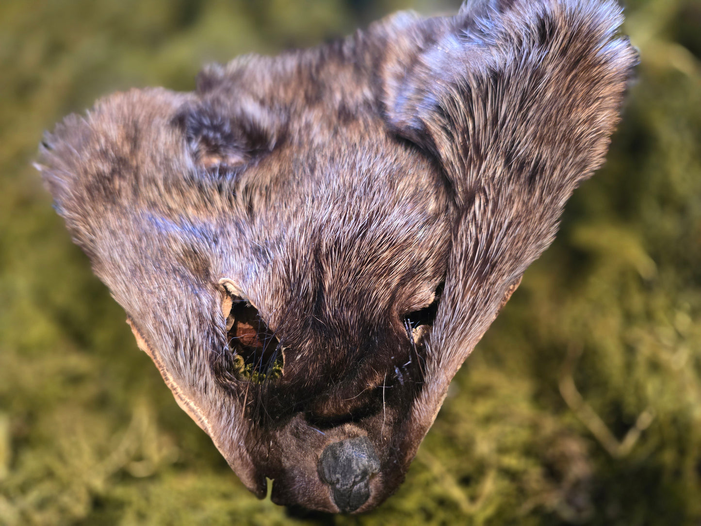 Fisher face fur