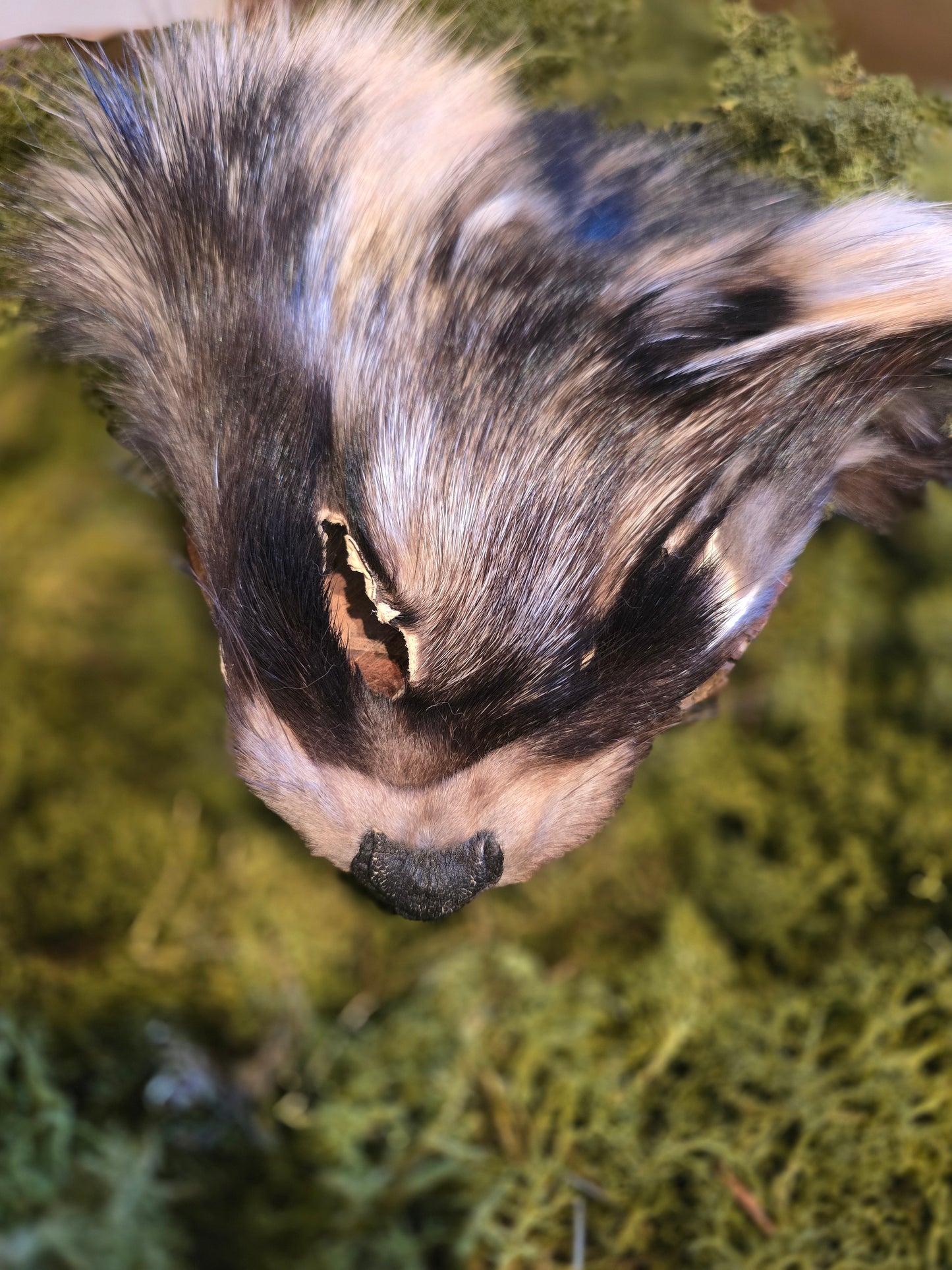 Tanuki face fur