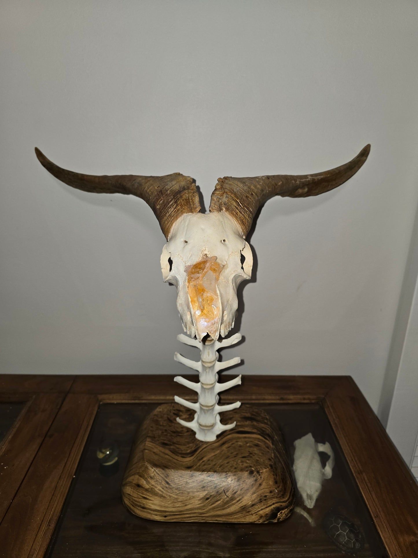 Baphomet's Citrine Spine - Goat skull lamp