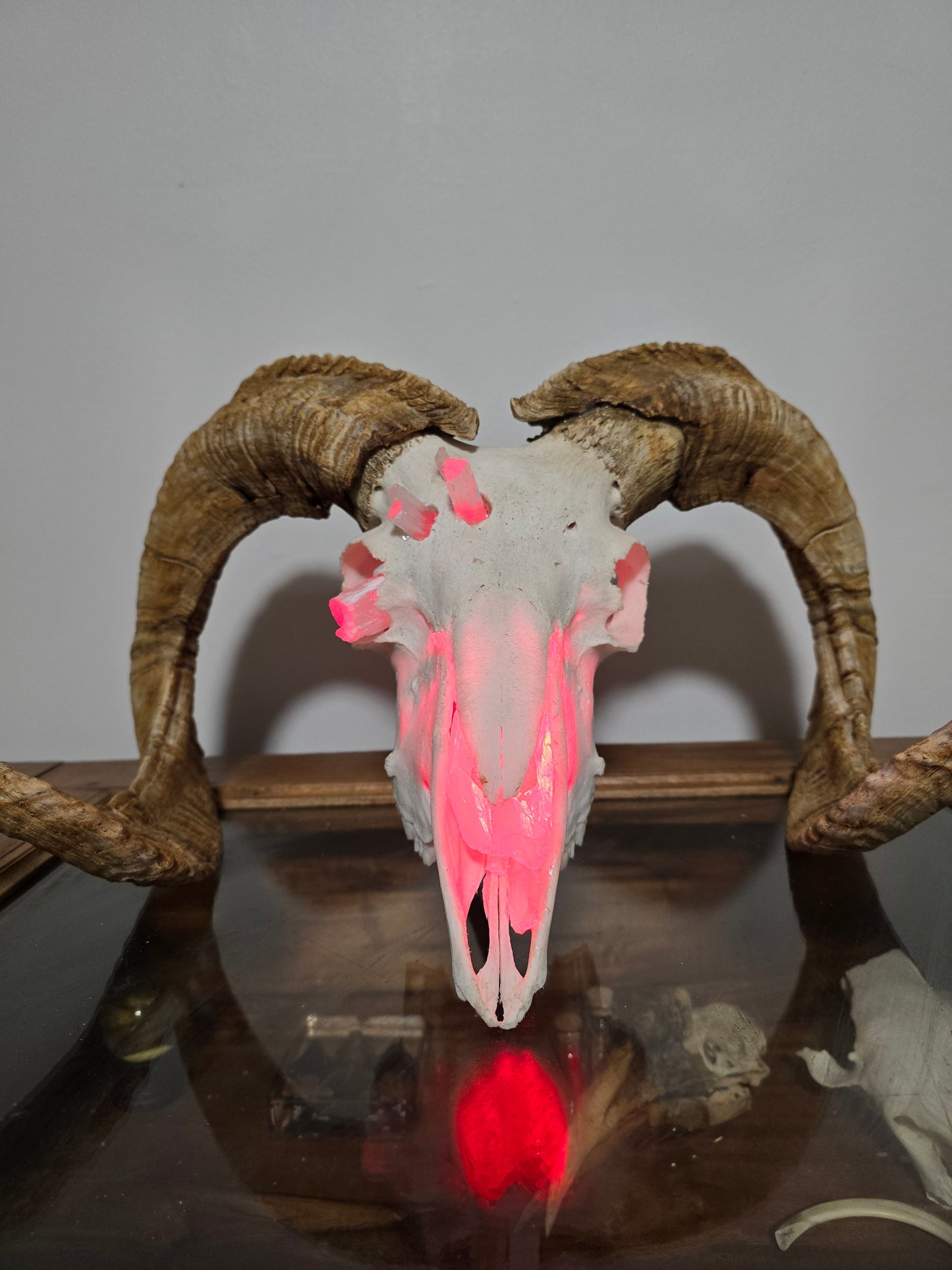 Ram Skull Lamp
