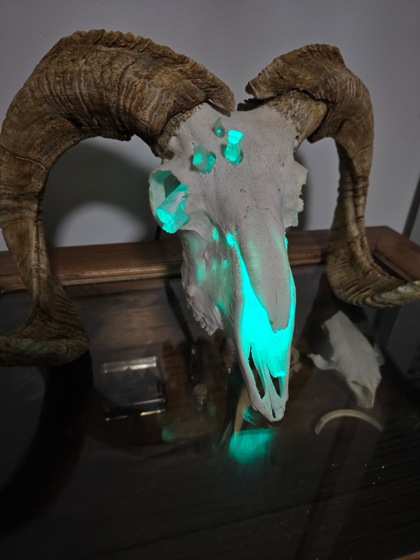 Ram Skull Lamp