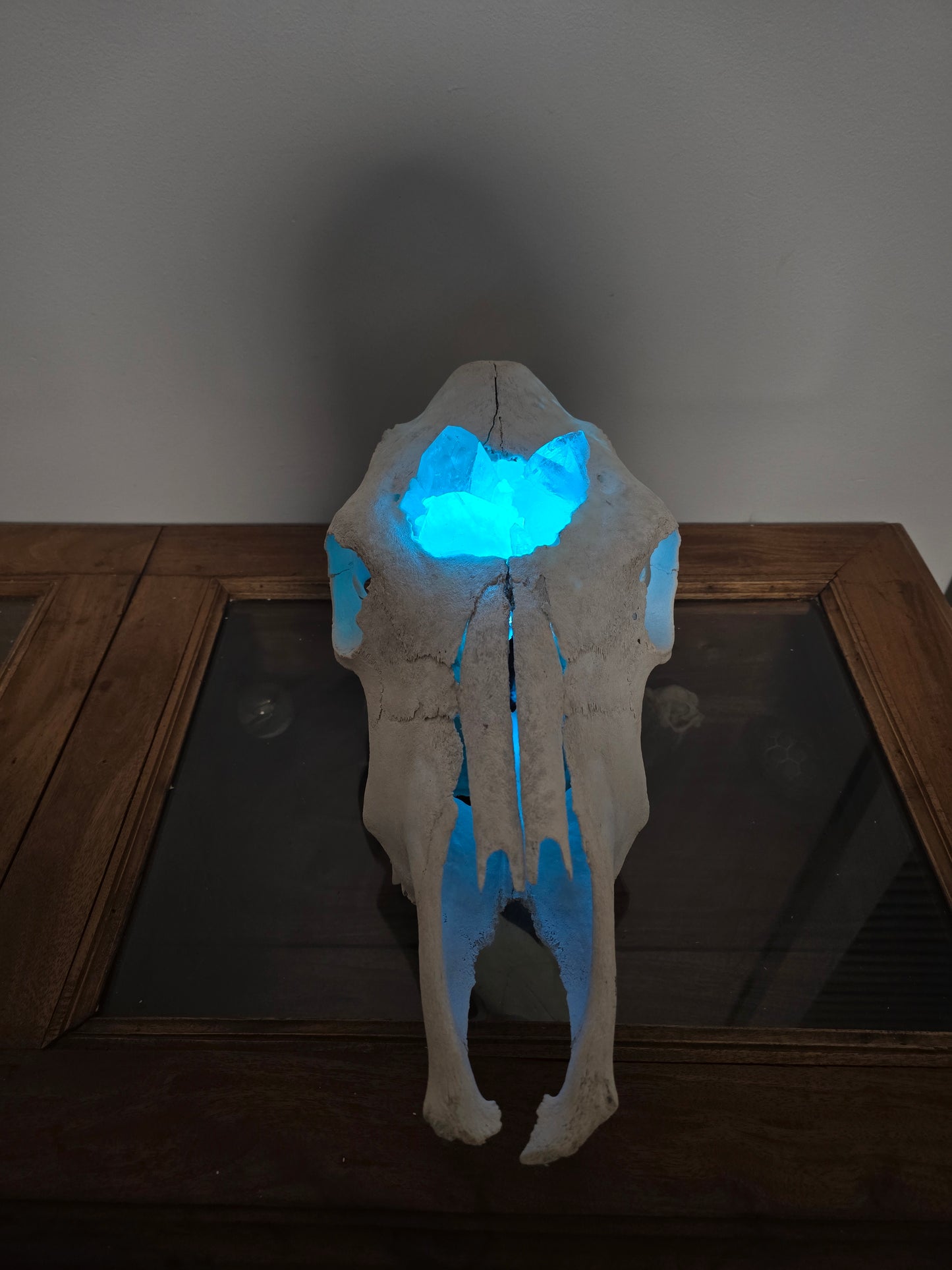 Cows Cauldron - cow skull lamp
