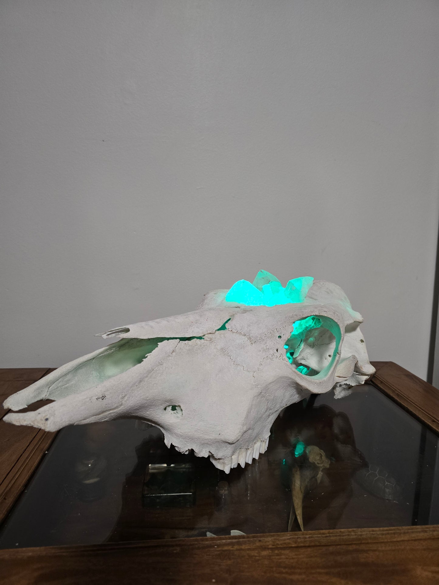 Cows Cauldron - cow skull lamp