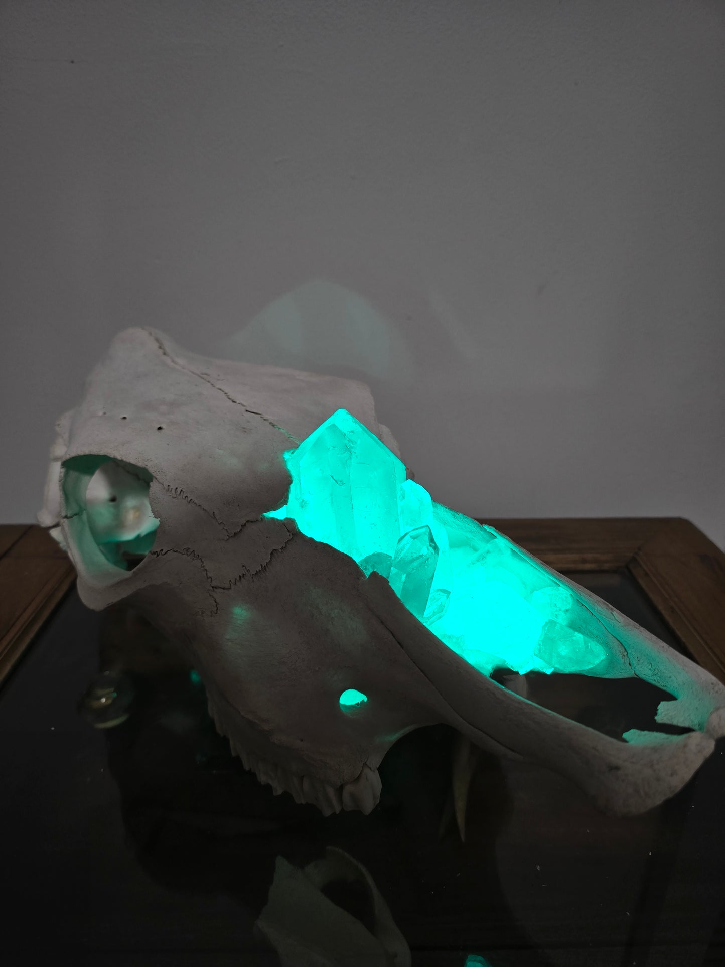 Selenite Graze - Cow skull lamp