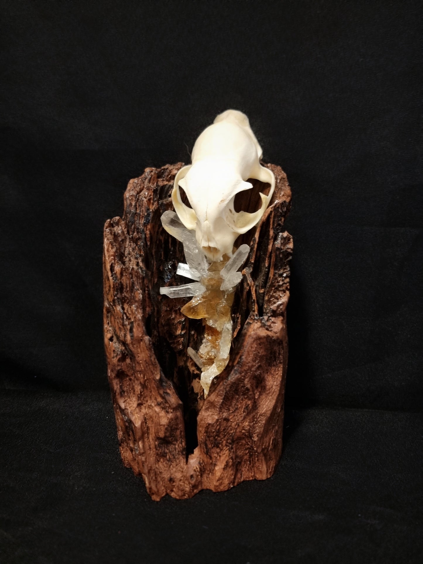 Cats Hollow - Cat skull citrine lamp