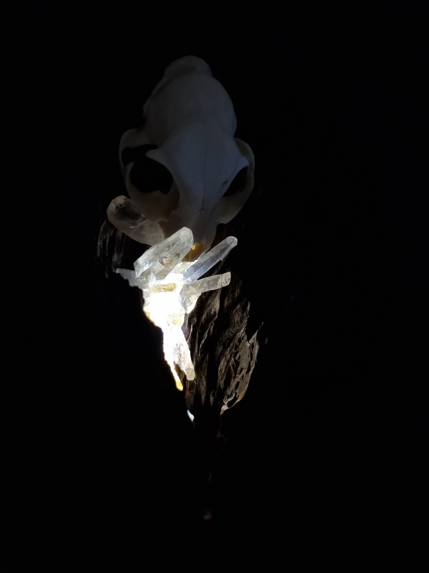 Cats Hollow - Cat skull citrine lamp