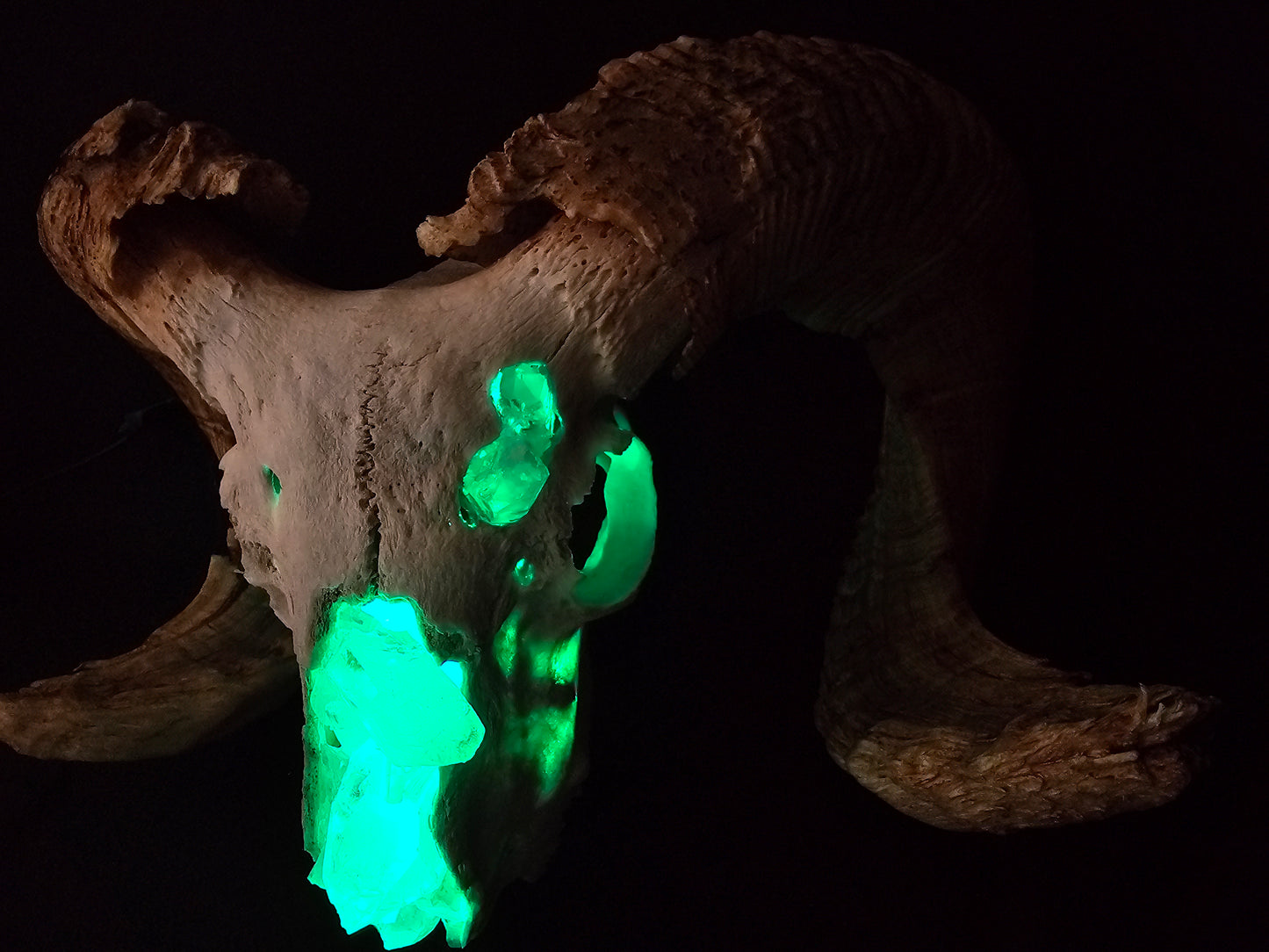Ram skull lamp