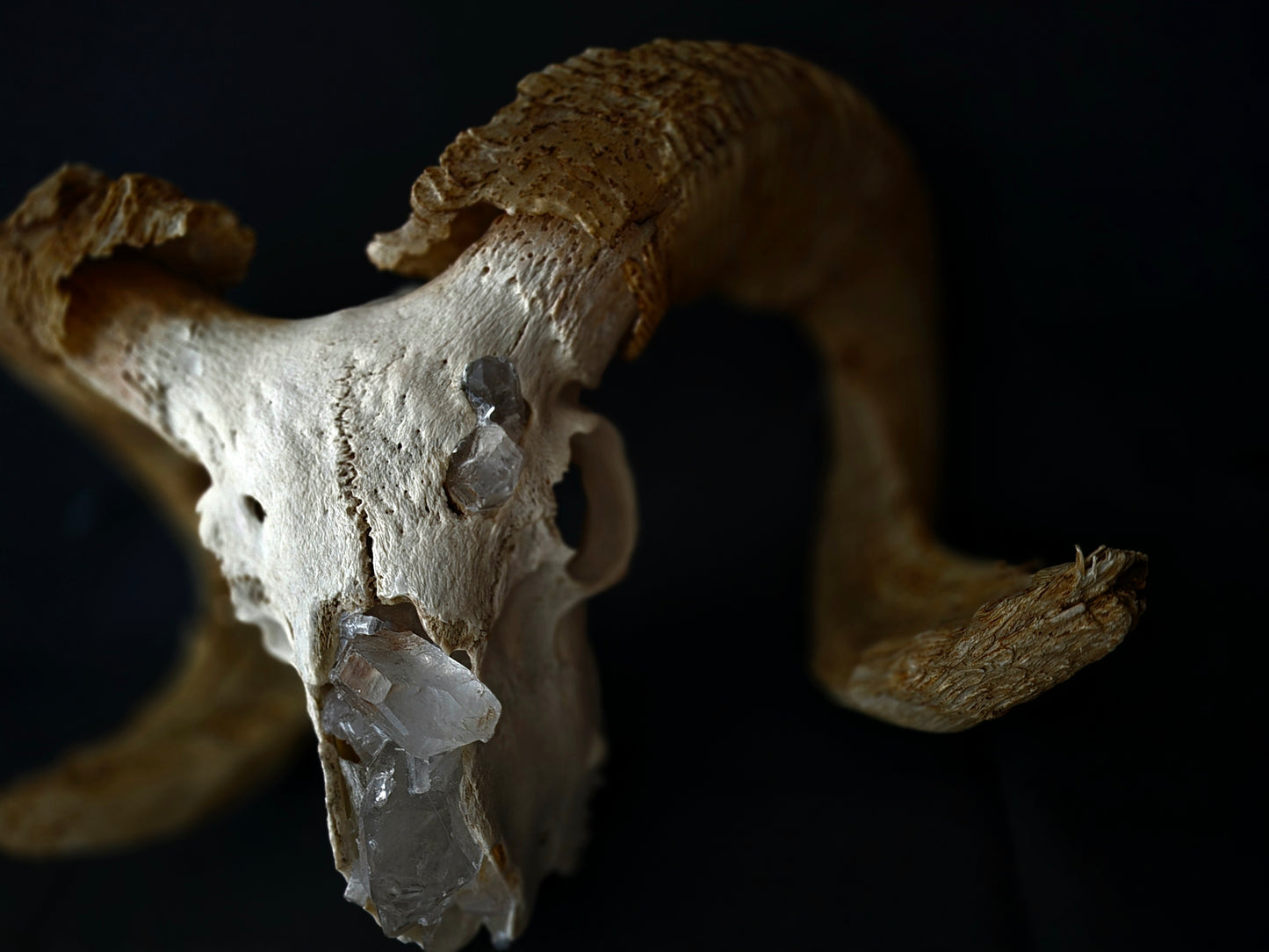 Ram skull lamp