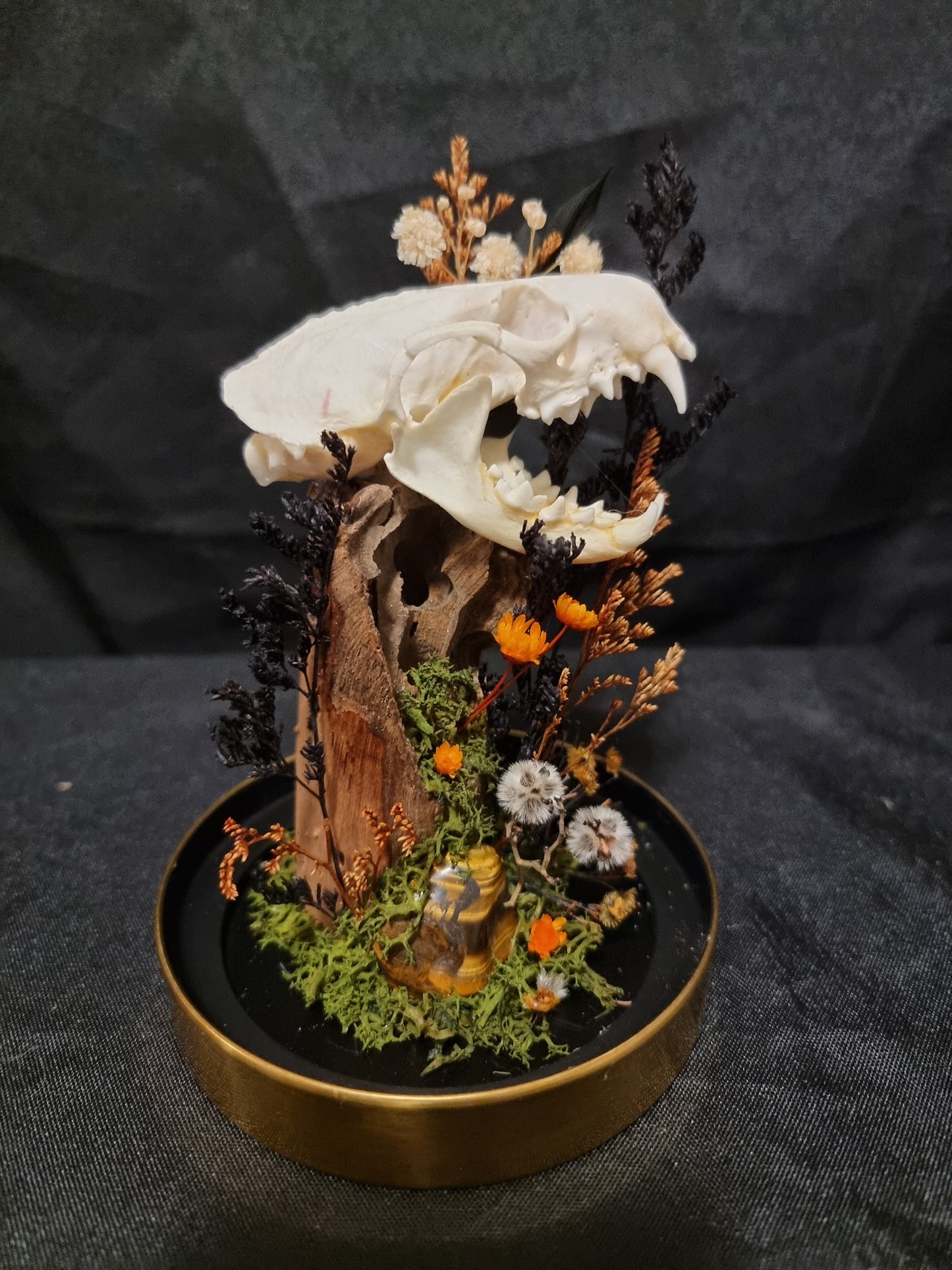 Tigers eye Mink skull dome