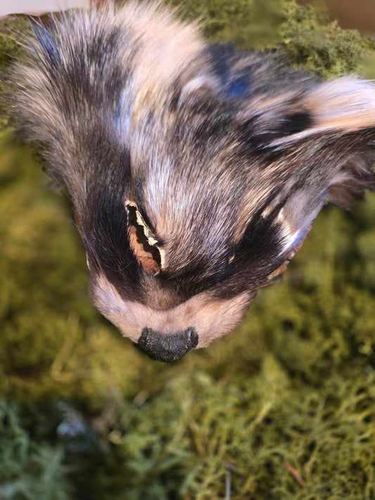 Tanuki face fur