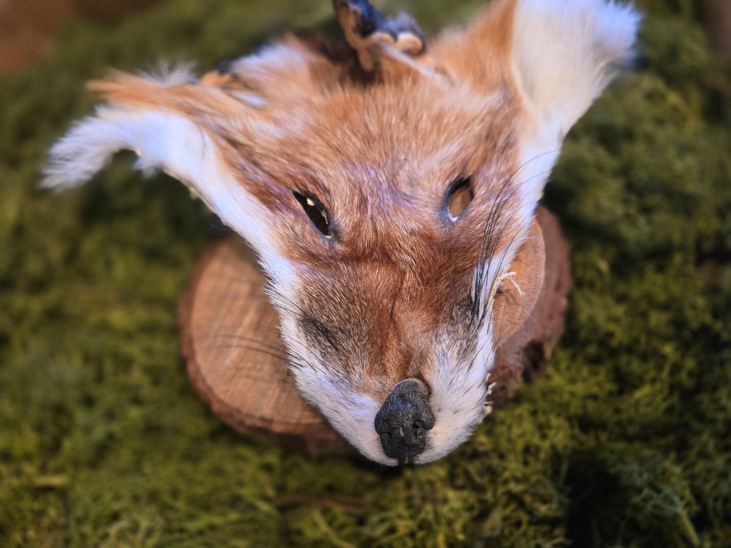 Fox face fur