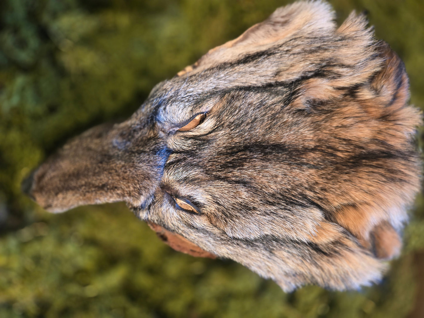 Coyote face fur