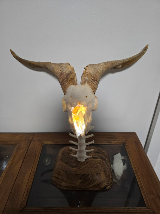 Baphomet's Citrine Spine - Goat skull lamp