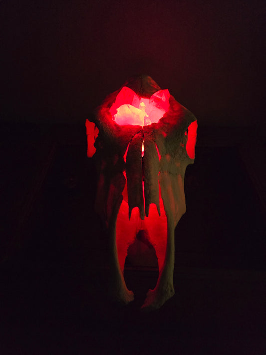 Cows Cauldron - cow skull lamp