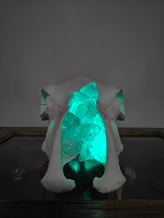 Grazing Flame - cow skull lamp