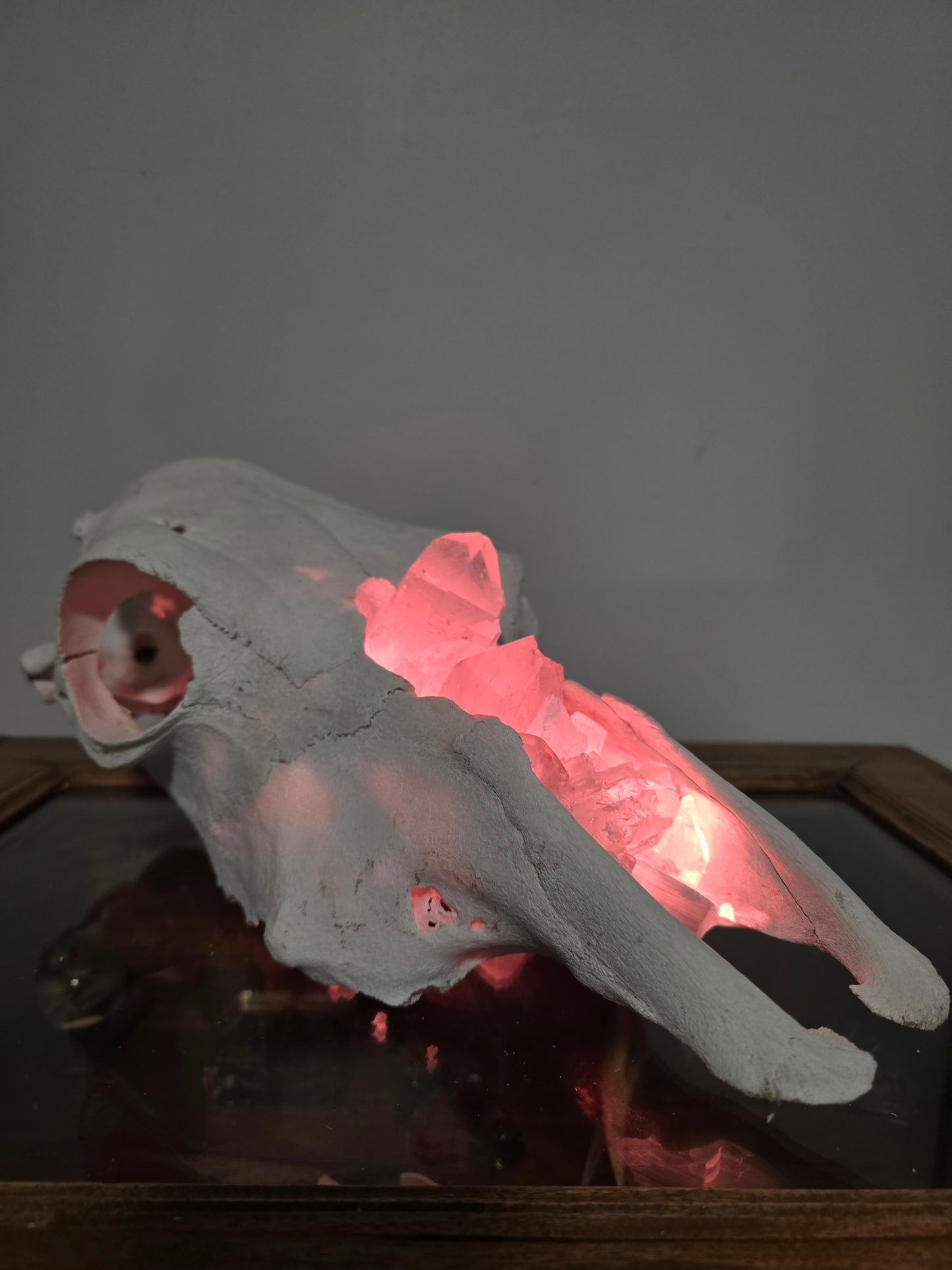 Grazing Flame - cow skull lamp