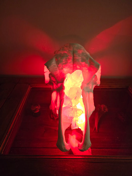 Selenite Graze - Cow skull lamp