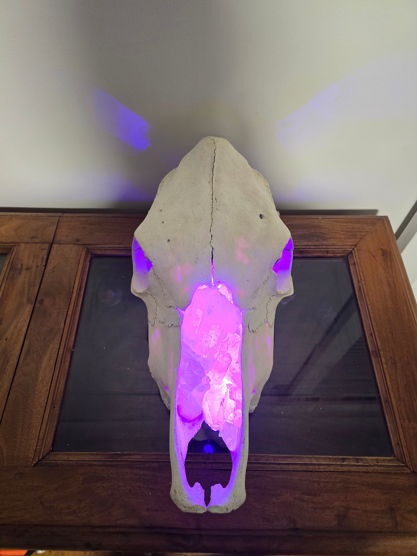 Grazing Flame - cow skull lamp