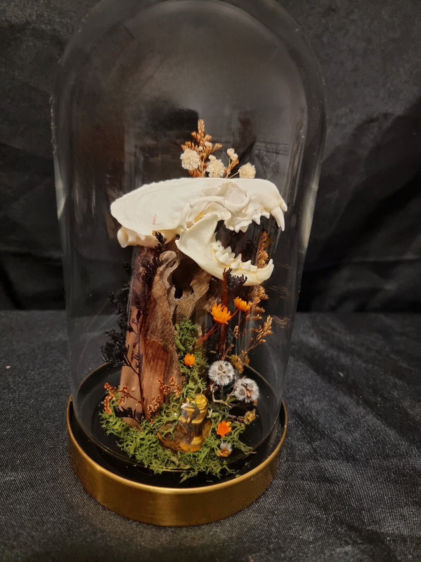 Tigers eye Mink skull dome