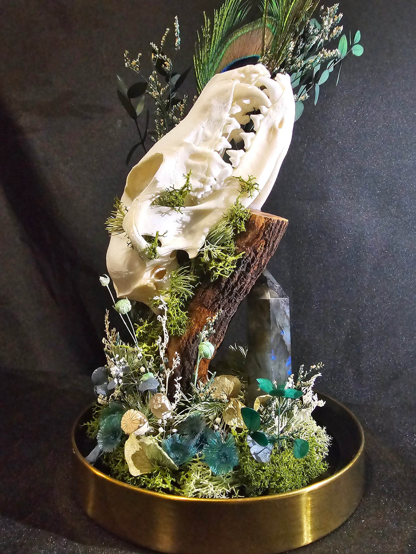 Fox Labradorite Peacock Terrarium