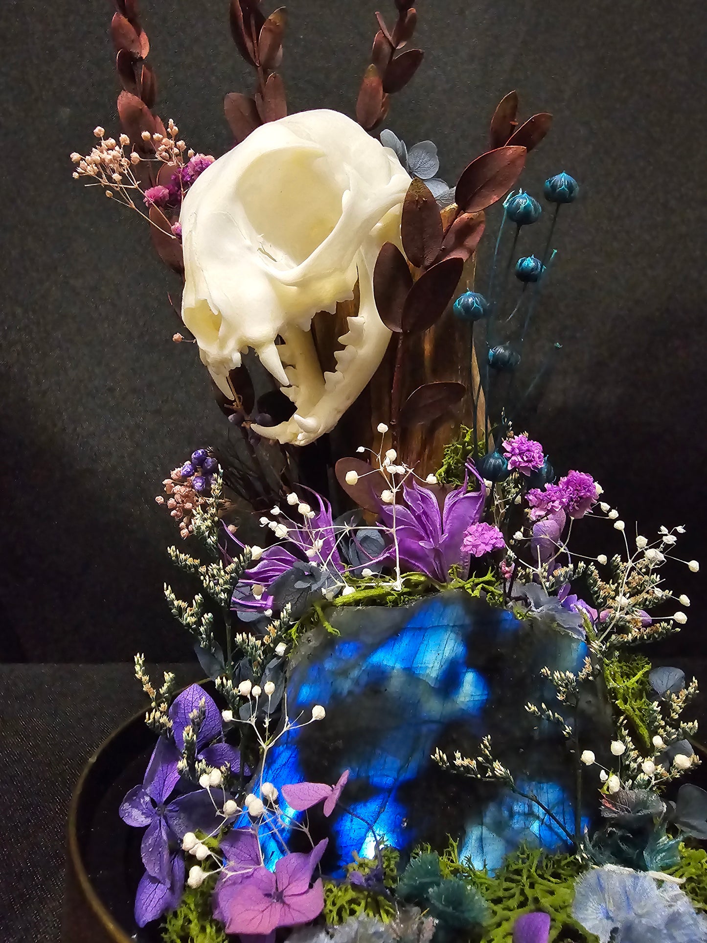 Cat Labradorite Terrarium